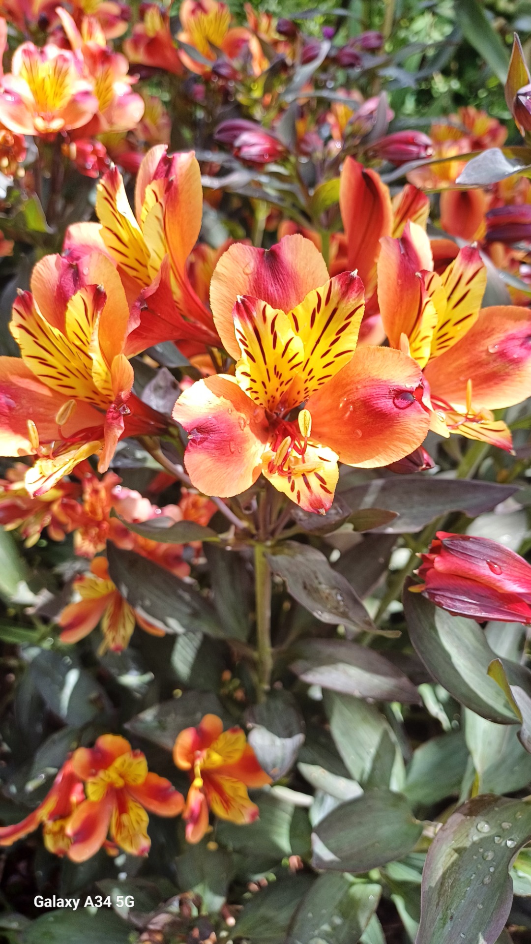 Alstroemère "Indian Summer"