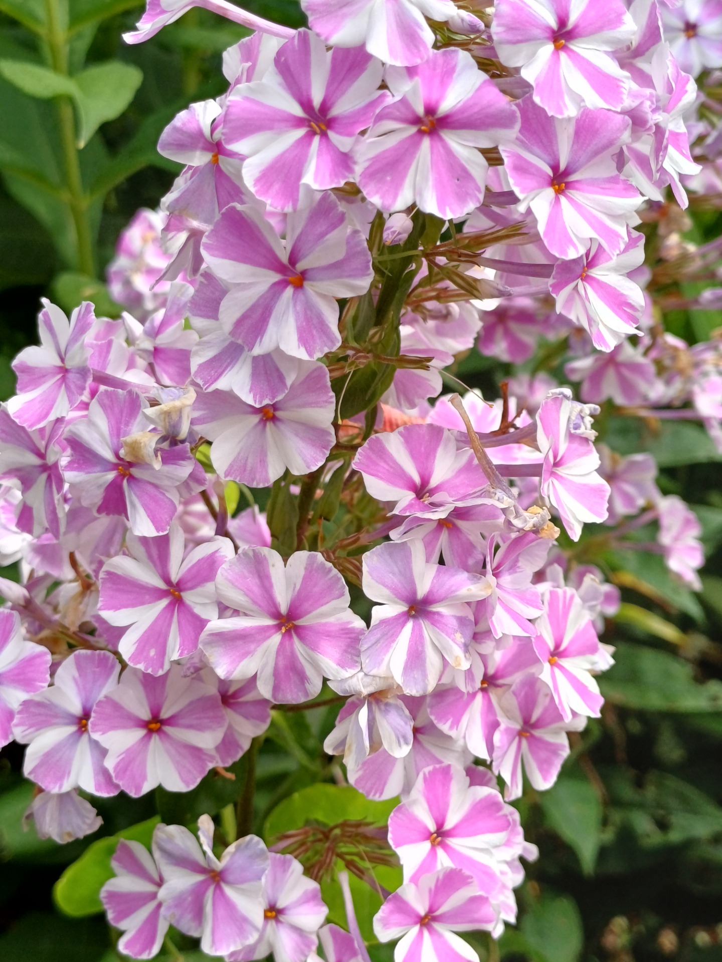 Phlox maculata Natasha