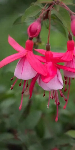 Fuschia :: Un-jardin-a-landrevarzec